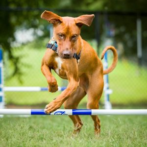Bolt, Young Male Hound