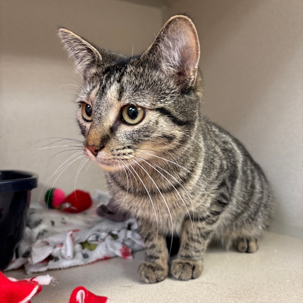 Linda, an adoptable Domestic Short Hair in Great Falls, MT, 59404 | Photo Image 1