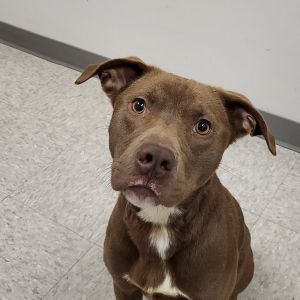Jack, Adult Male Pit Bull Terrier