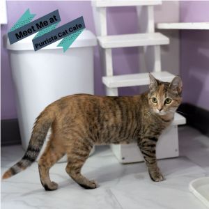 Mabel, Young Female Domestic Short Hair