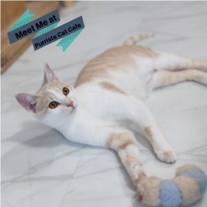 Pippa, Young Female Domestic Short Hair