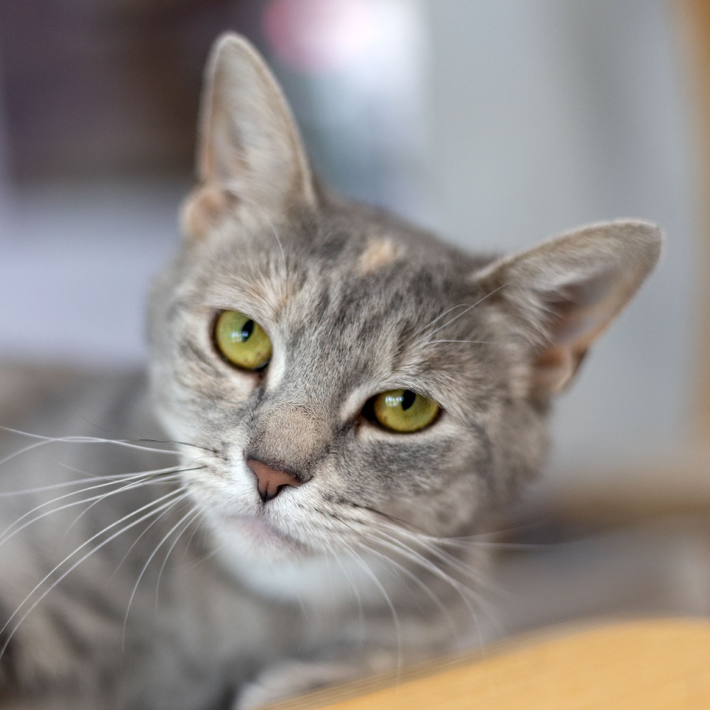 Stella