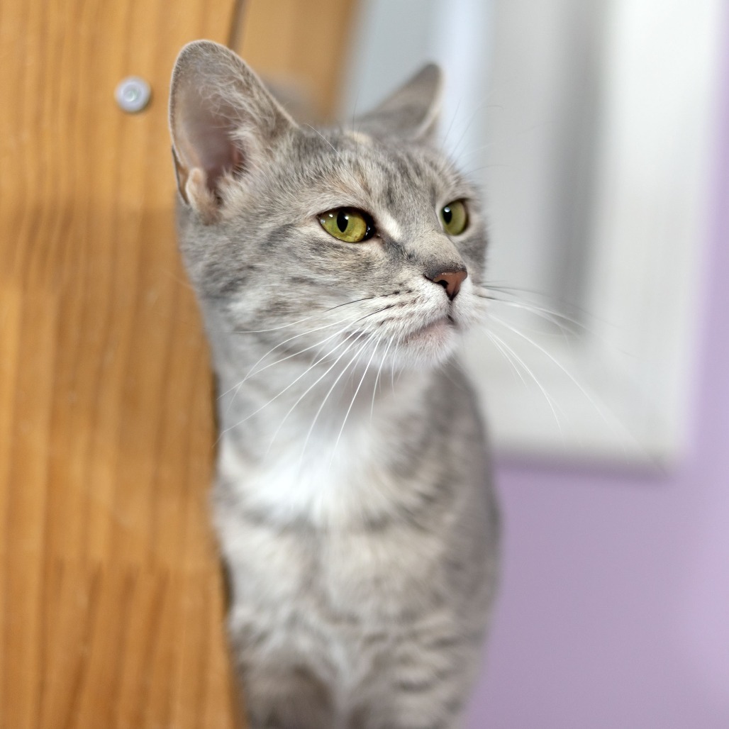 Stella