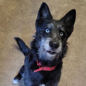 Luna, Senior Female unknown