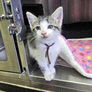 Yappy Cat 10, Baby Female Domestic Short Hair