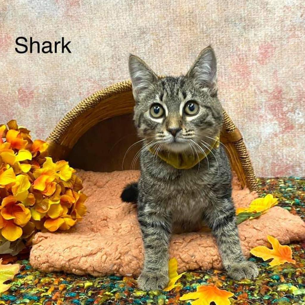 Shark