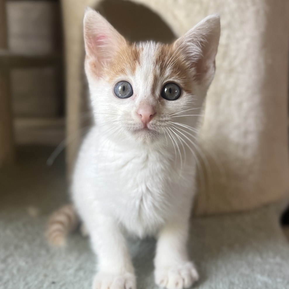 Nemo