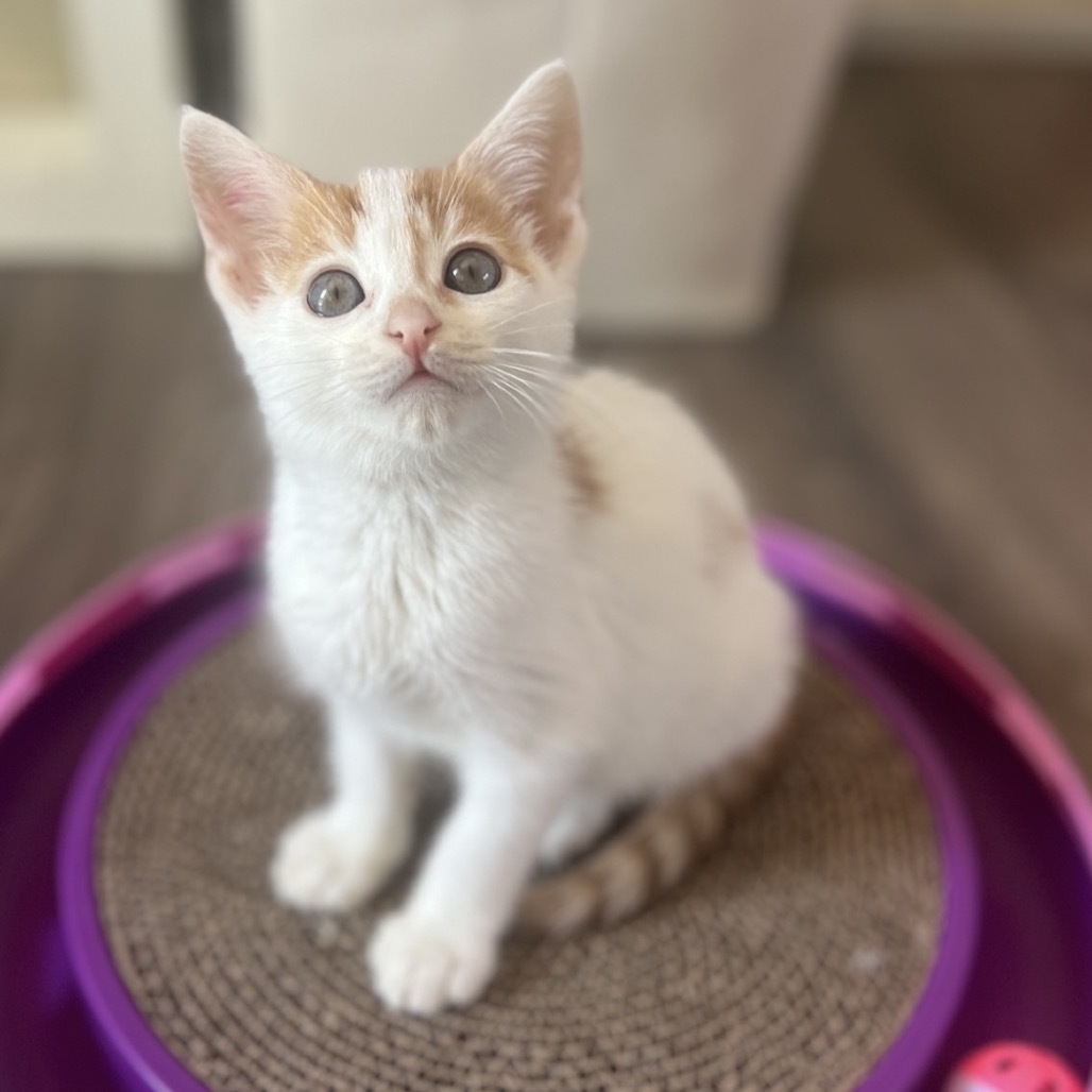 Nemo