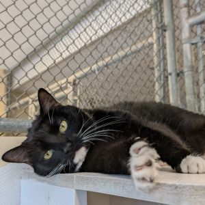 Zinya, Adult Female Domestic Short Hair