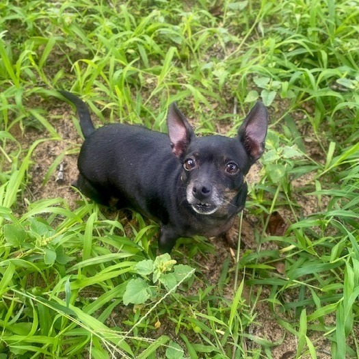 Tootie
