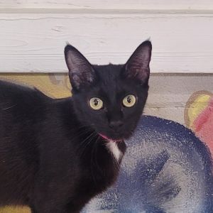 Sofia, Young Female Domestic Short Hair