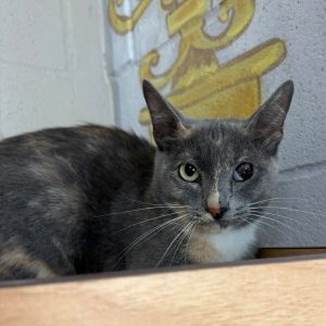 Tortellini, Adult Female unknown