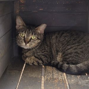Lady, Adult Female unknown