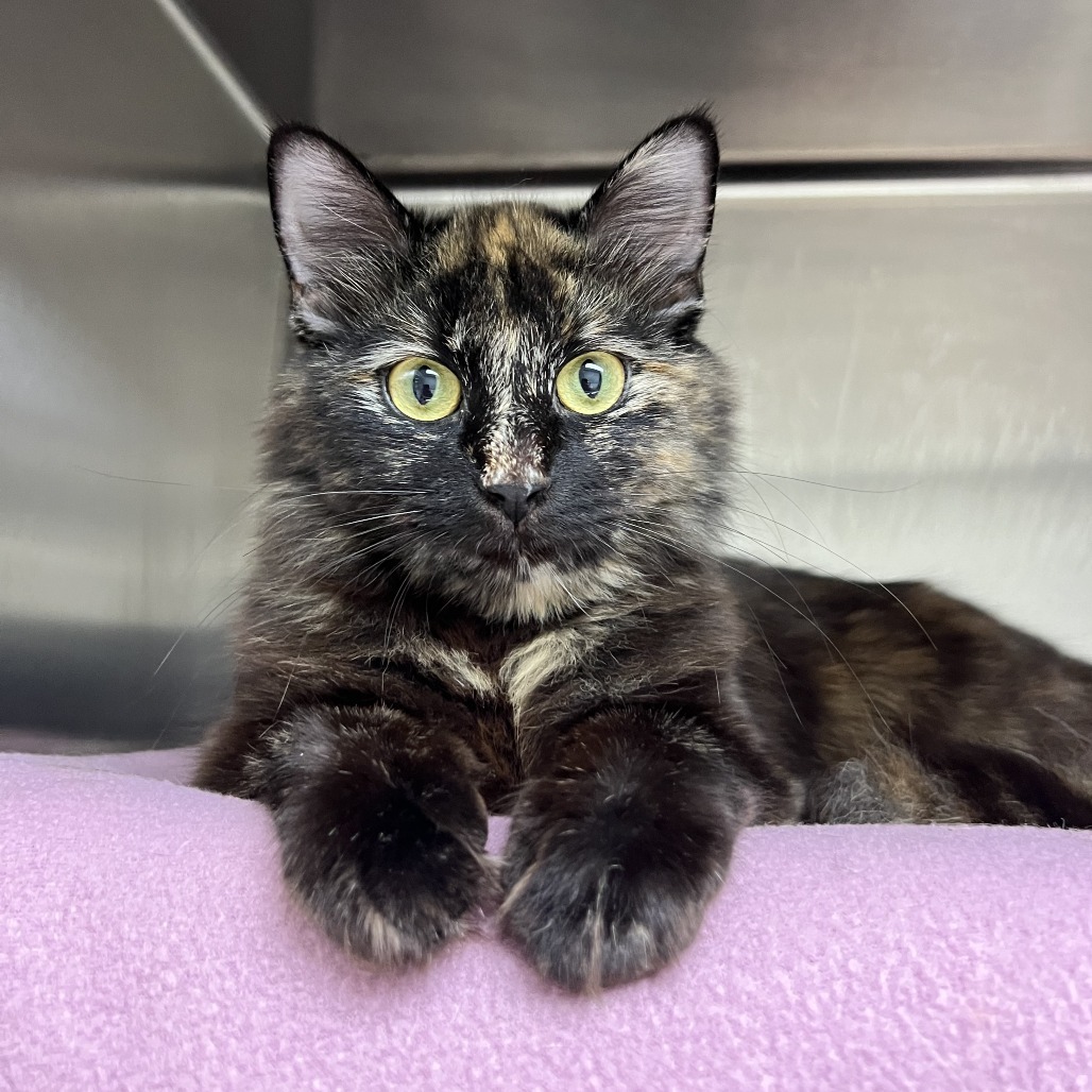 Queen, an adoptable Domestic Short Hair in Detroit Lakes, MN, 56501 | Photo Image 1