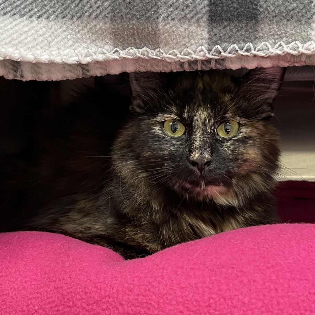 Queen, an adoptable Domestic Short Hair in Detroit Lakes, MN, 56501 | Photo Image 2
