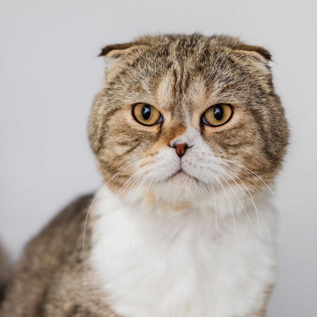Argyle, an adoptable Scottish Fold in Incline Village, NV, 89451 | Photo Image 1