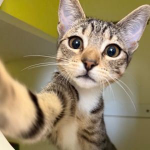Bread Domestic Short Hair Cat