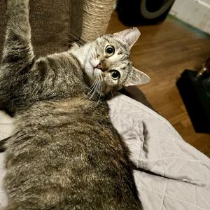 Garlic Domestic Short Hair Cat