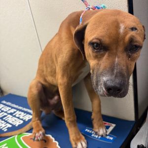 Barney, Young Male Mixed Breed