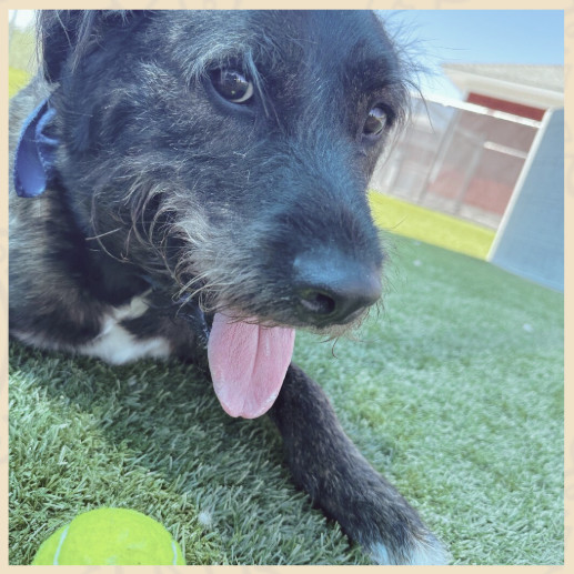 Chubbs, an adoptable Boxer, Australian Shepherd in Idaho Falls, ID, 83402 | Photo Image 1