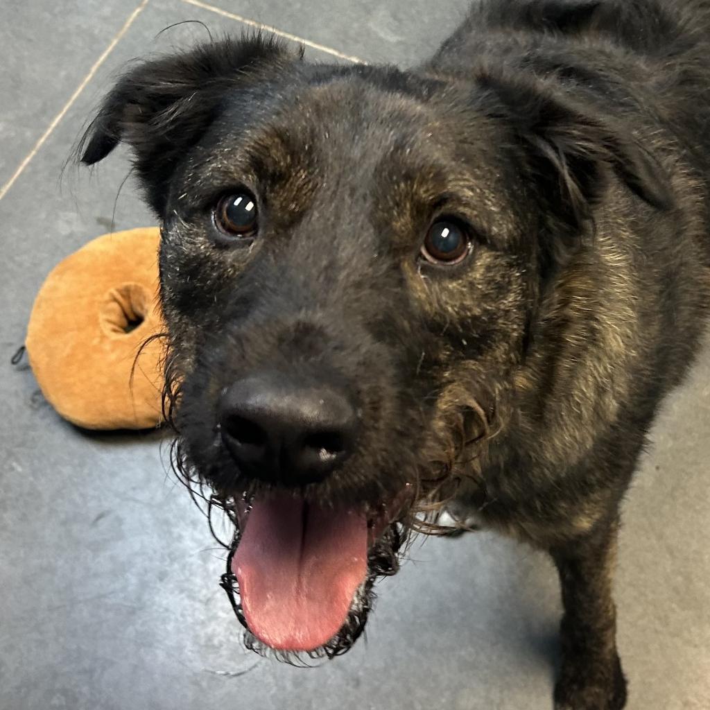 Wrangler, an adoptable Boxer, Australian Shepherd in Idaho Falls, ID, 83402 | Photo Image 2
