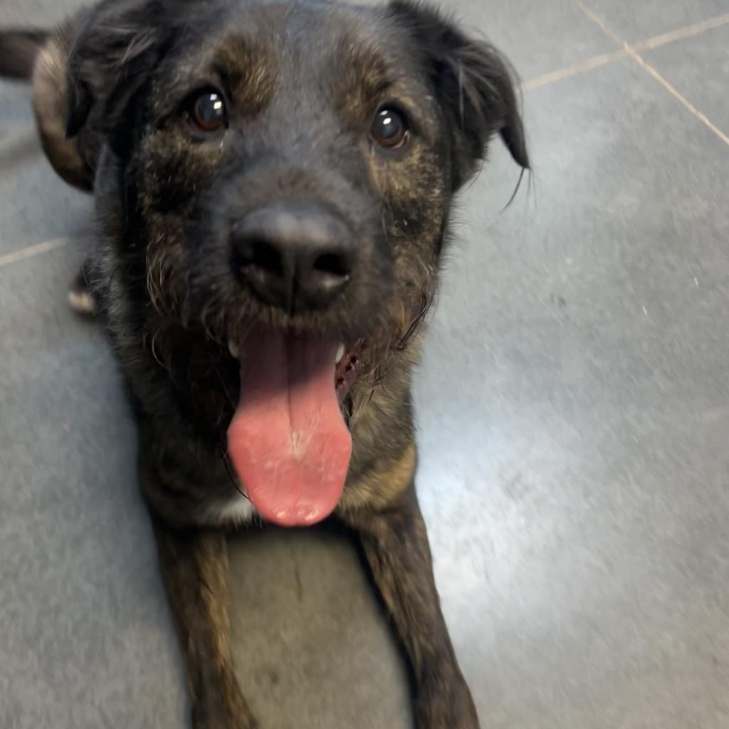 Wrangler, an adoptable Boxer, Australian Shepherd in Idaho Falls, ID, 83402 | Photo Image 3