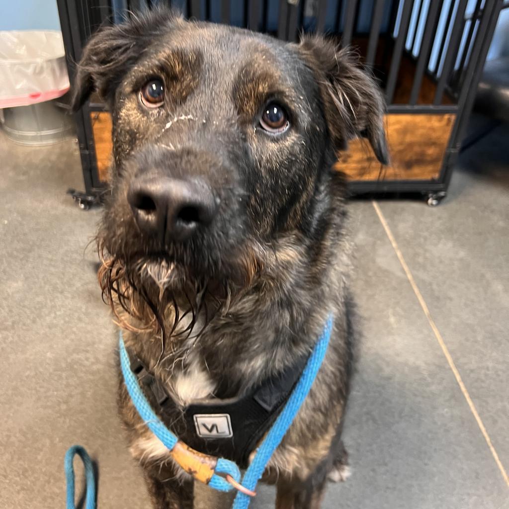 Chubbs, an adoptable Boxer, Australian Shepherd in Idaho Falls, ID, 83402 | Photo Image 4