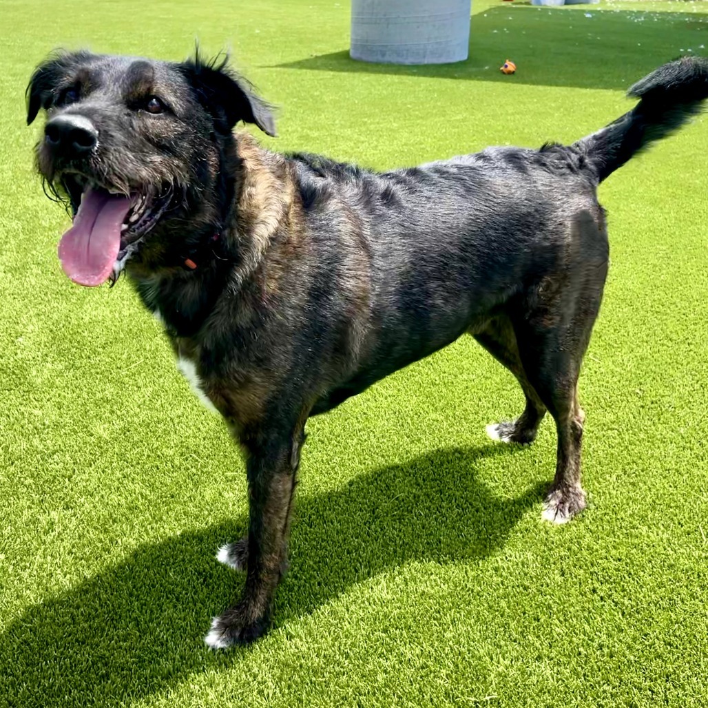 Wrangler, an adoptable Boxer, Australian Shepherd in Idaho Falls, ID, 83402 | Photo Image 5