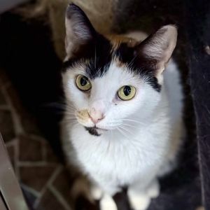 Bodhi, Senior Female Domestic Short Hair