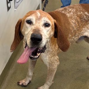 Lincoln, Senior Male Hound