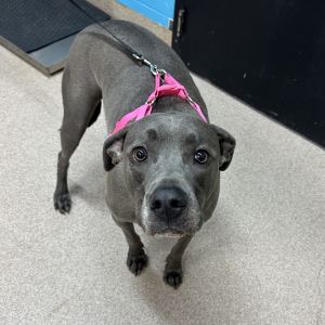 Nala, Adult Female unknown