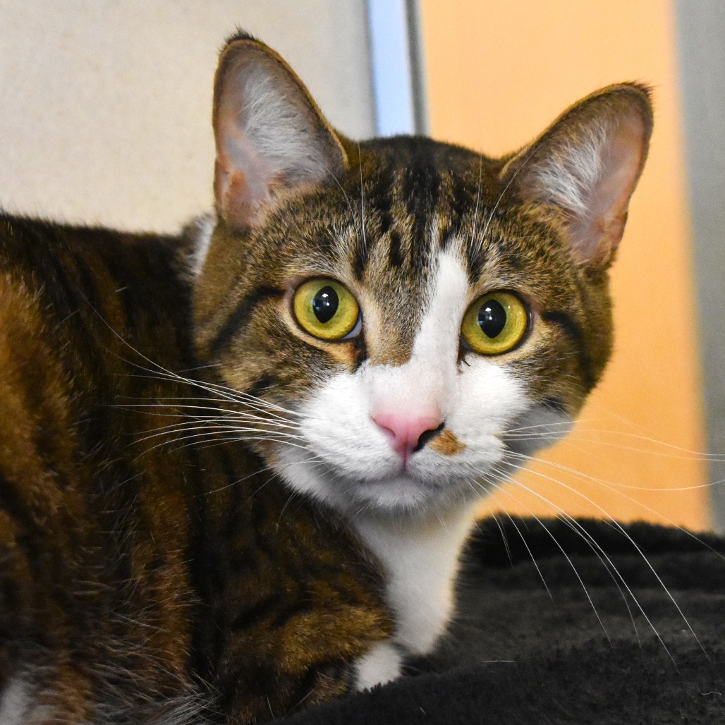 Gerold (Caputo (23-2p-8)), an adoptable Domestic Short Hair in Rifle, CO, 81650 | Photo Image 1