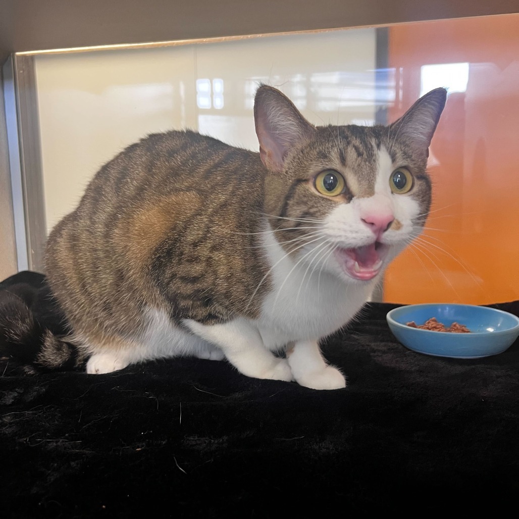 Gerold (Caputo (23-2p-8)), an adoptable Domestic Short Hair in Rifle, CO, 81650 | Photo Image 3