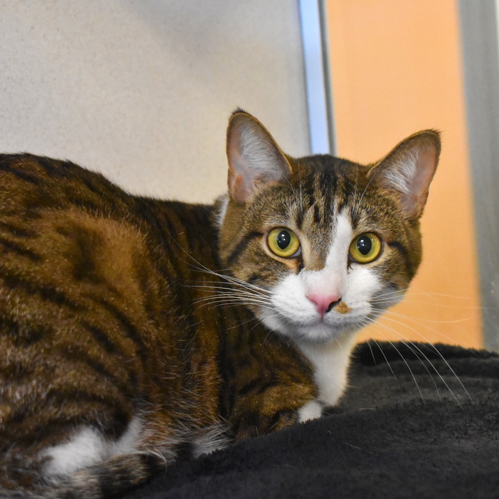 Gerold (Caputo (23-2p-8)), an adoptable Domestic Short Hair in Rifle, CO, 81650 | Photo Image 4