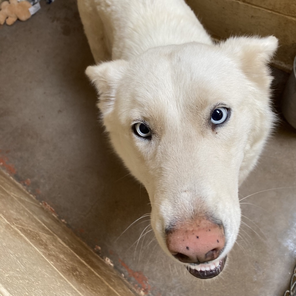 (CCSO) Zaza, an adoptable Husky in Douglas, AZ, 85607 | Photo Image 1