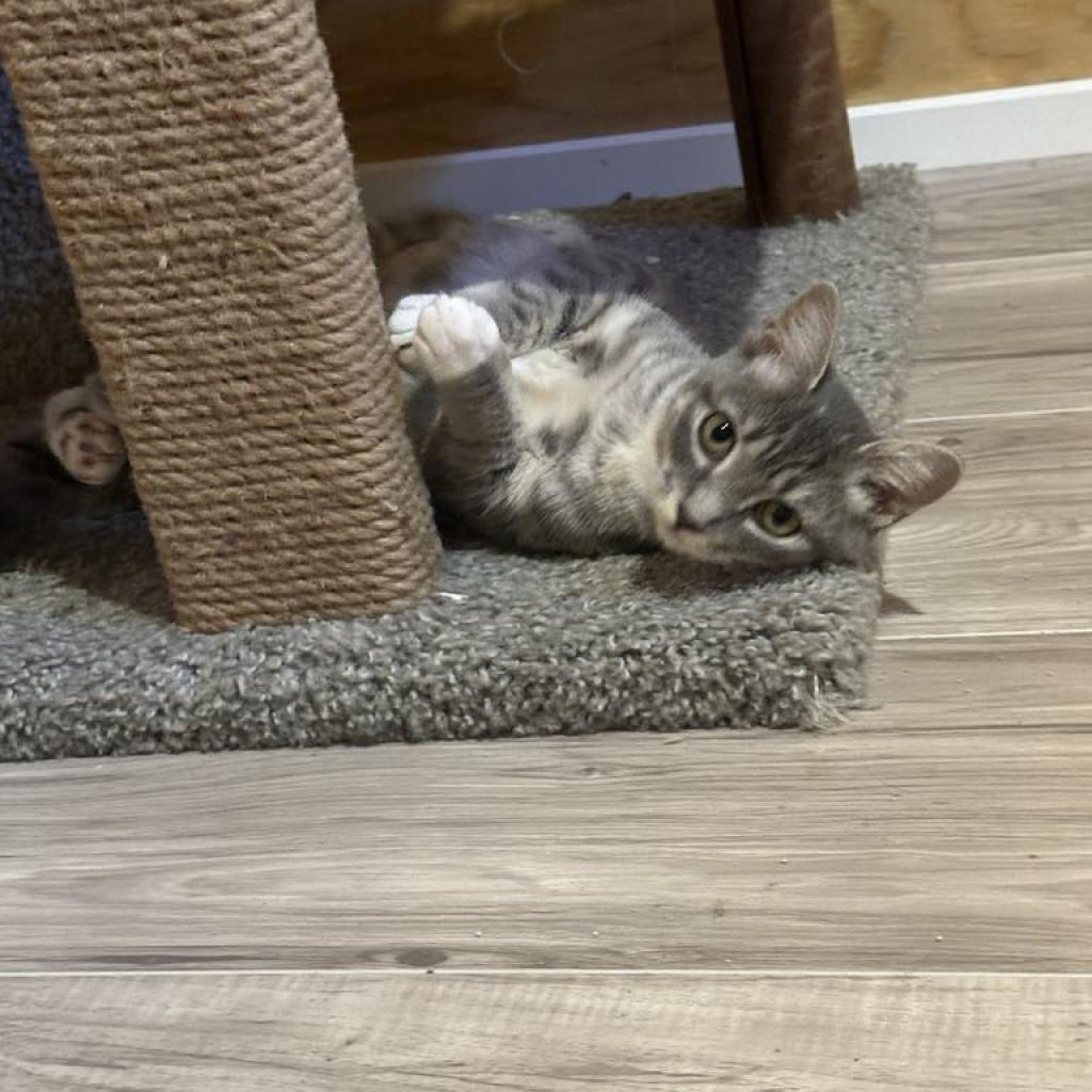 Sprinkles (Guest)