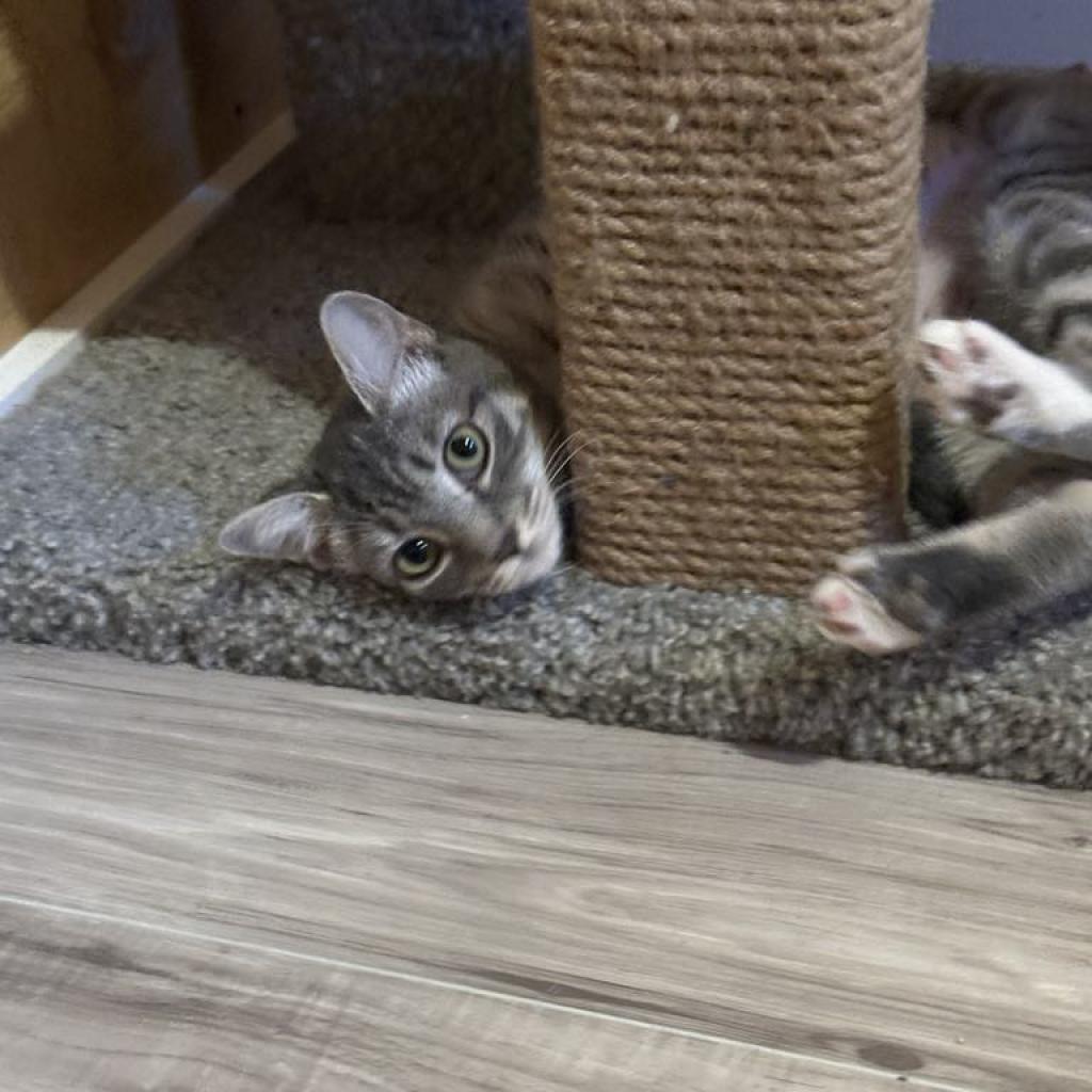 Sprinkles (Guest)