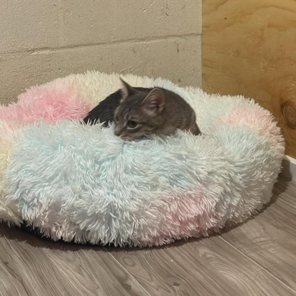 Sprinkles (Guest)