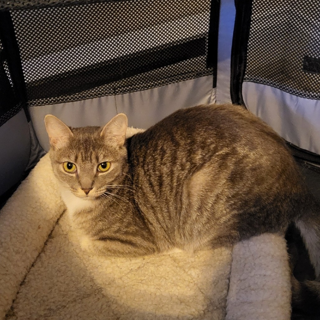 Sprinkles (Guest)