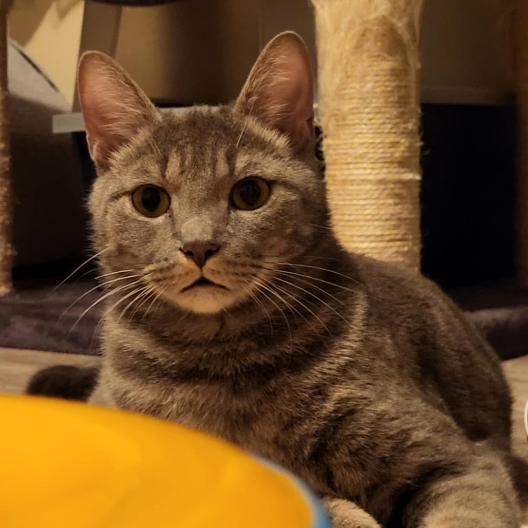 Blizzard (Guest)