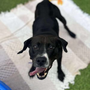 Claudine, Adult Female Pit Bull Terrier