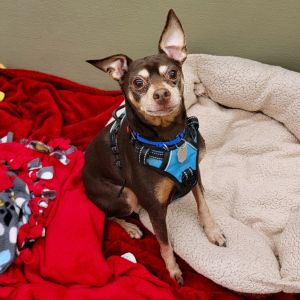 If youre looking for a friend to bring some fun energy and pizazz to your days - come meet Gideon