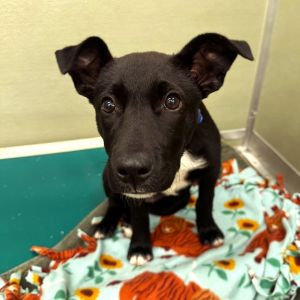 Weve got a precious puppy Pepper is a 3-month-old border collie mix and shes ready to find her ne