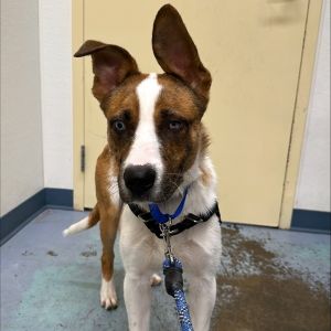 Fettucine is as fabulous as the pasta hes named after Fettucine is a very handsome 8-month-old Aus