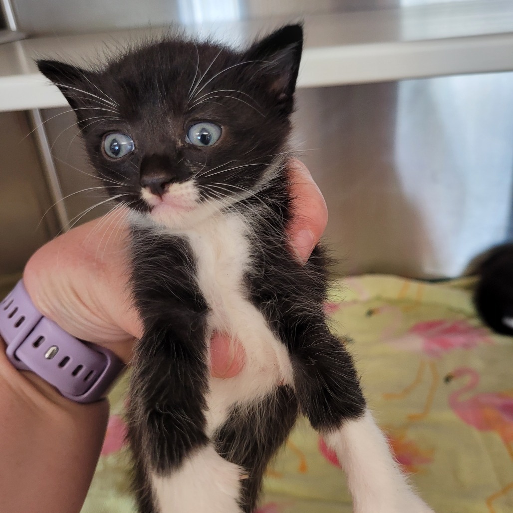Kitten 1
