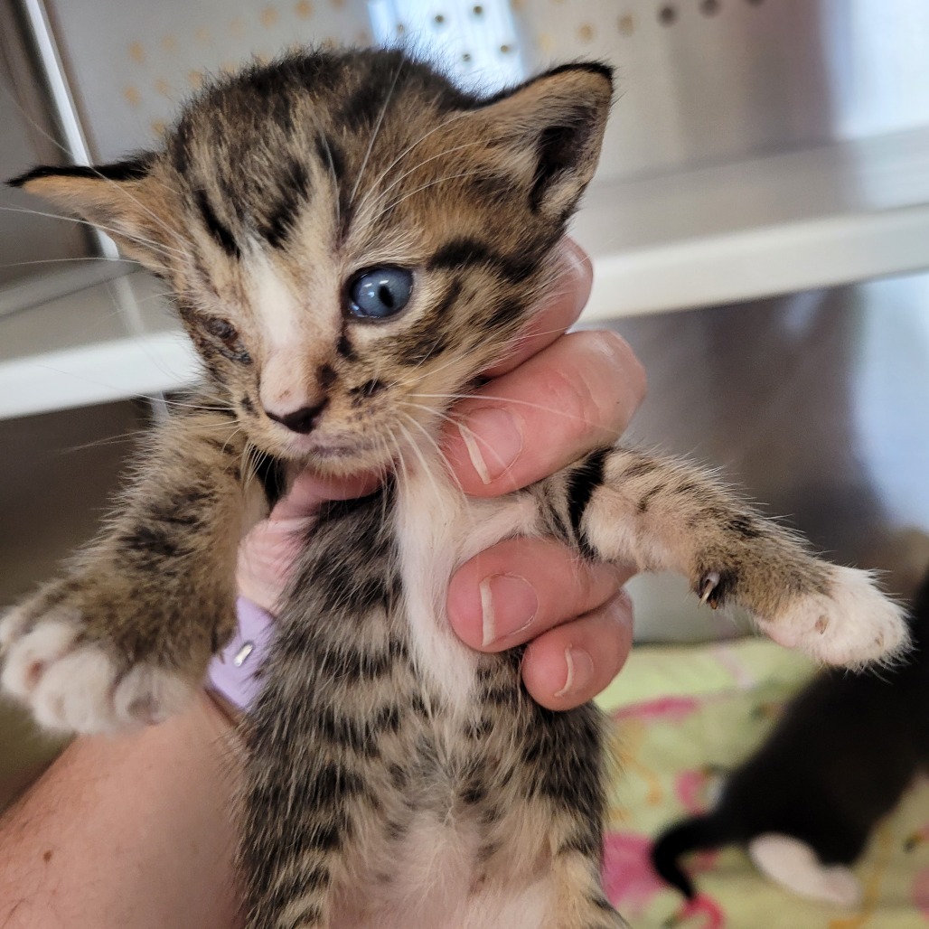 Kitten 6