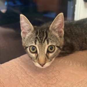 Fuji is an adorable tabby kitten who likes to play like crazy then nap like a r
