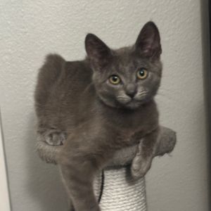 Santorini is a sweet playful kitty When you first meet him he might be a litt