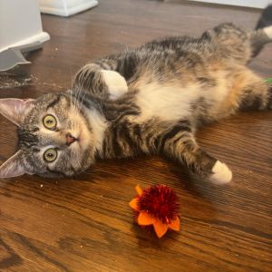 Honeycrisp is a sweet affectionate people-oriented kitty She was a young mom 
