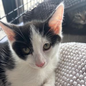 McIntosh is a funny sweet playful boy who likes to chase his foster siblings a